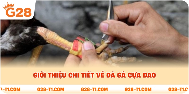Giới thiệu chi tiết về đá gà cựa dao